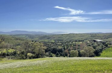 341207836_240628191815389_6479807241938149919_n prato maremmano