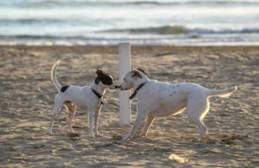 giochi-di-cani-sulla-spiaggia Cane spiaggia