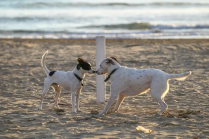 Cane spiaggia