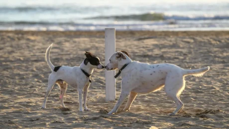 giochi-di-cani-sulla-spiaggia Cane spiaggia